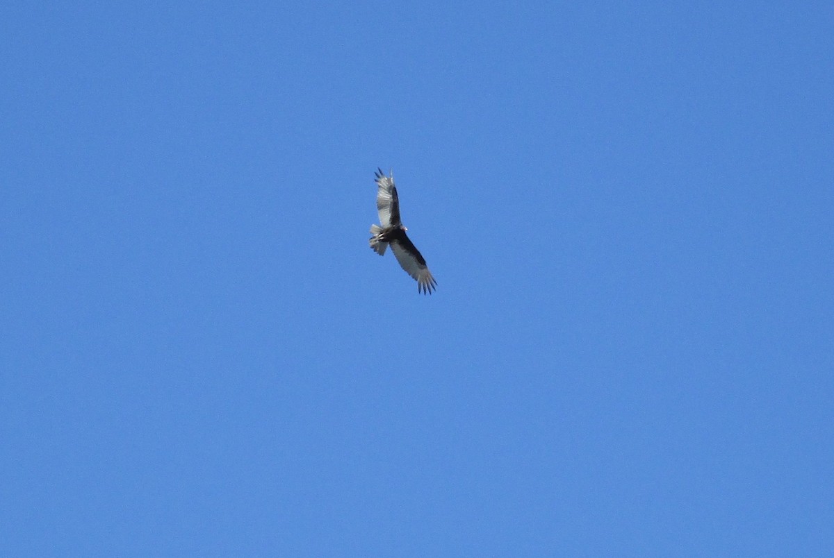 Turkey Vulture - ML411263621