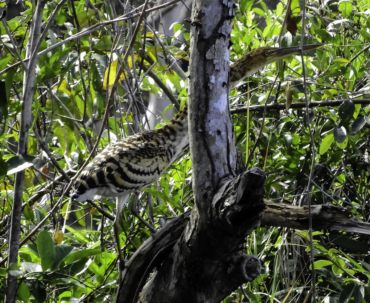 Rufescent Tiger-Heron - ML411266391