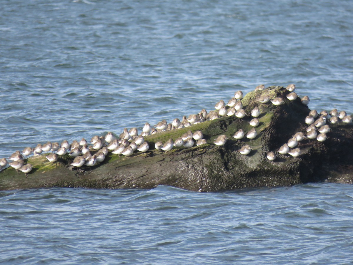 Dunlin - ML411267031