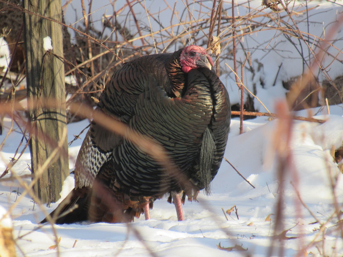 Wild Turkey - ML411267441