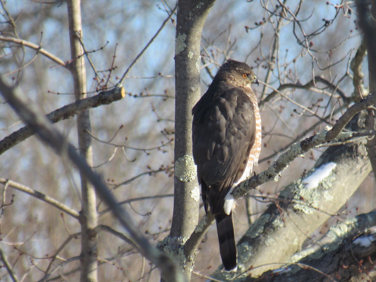 Cooper's Hawk - John Coyle