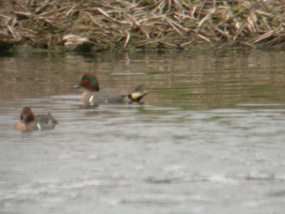 Green-winged Teal - ML411268261