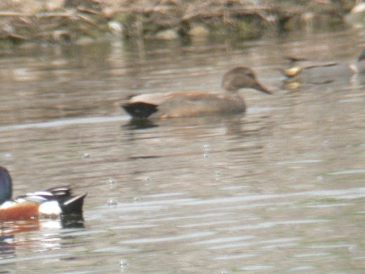 Gadwall - ML411268471