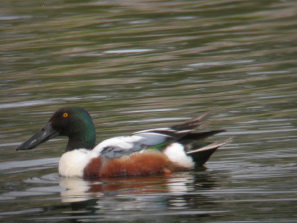 Northern Shoveler - ML411268501