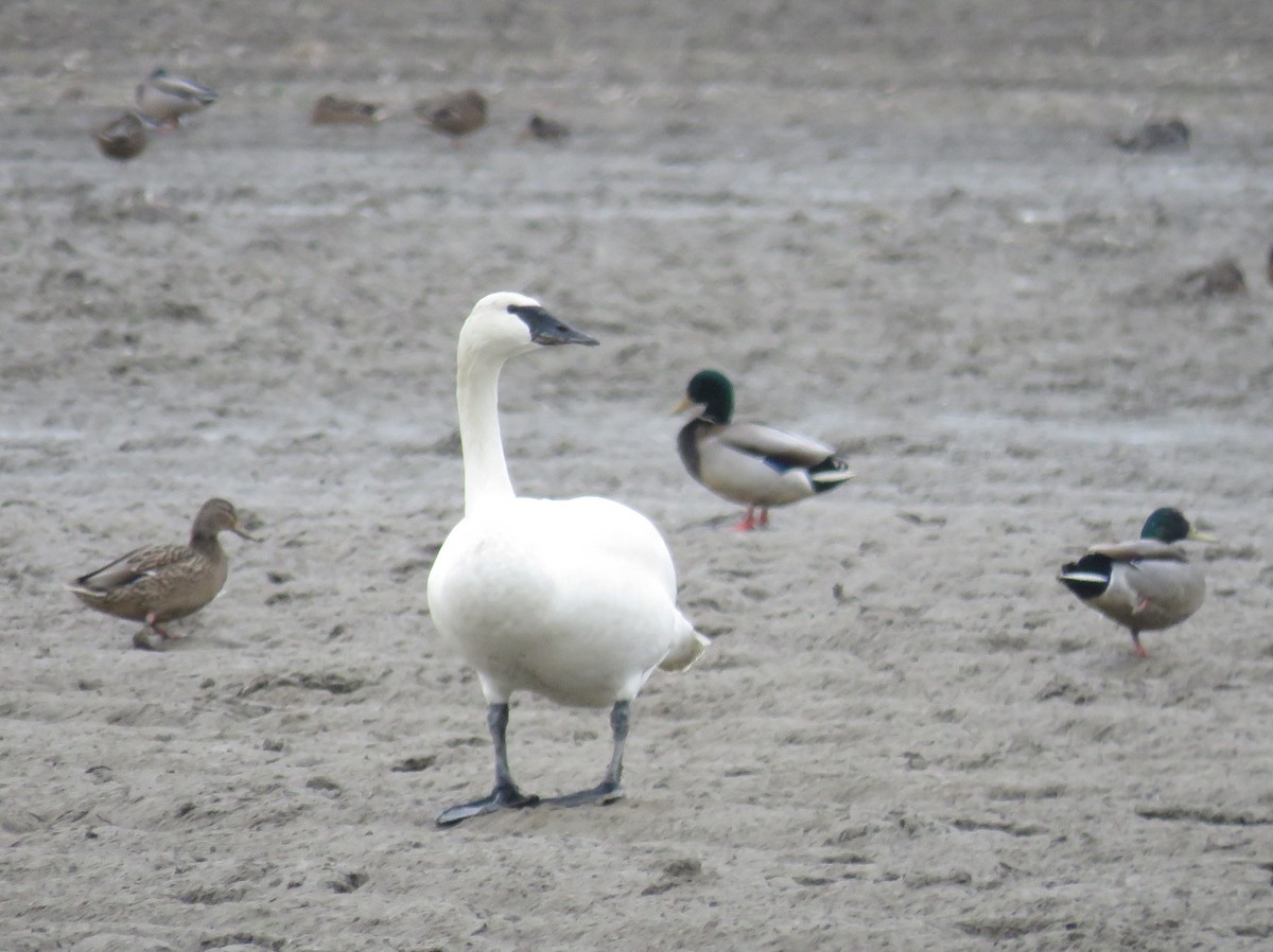 Trumpeter Swan - ML411269291