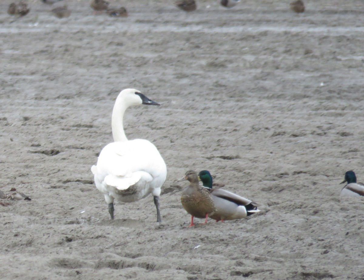 Trumpeter Swan - ML411269571