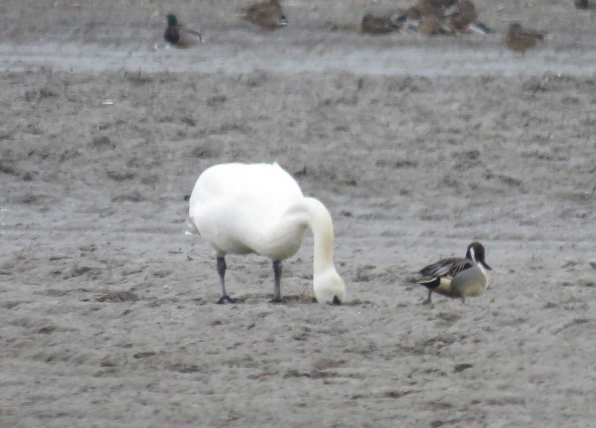 Trumpeter Swan - ML411269991