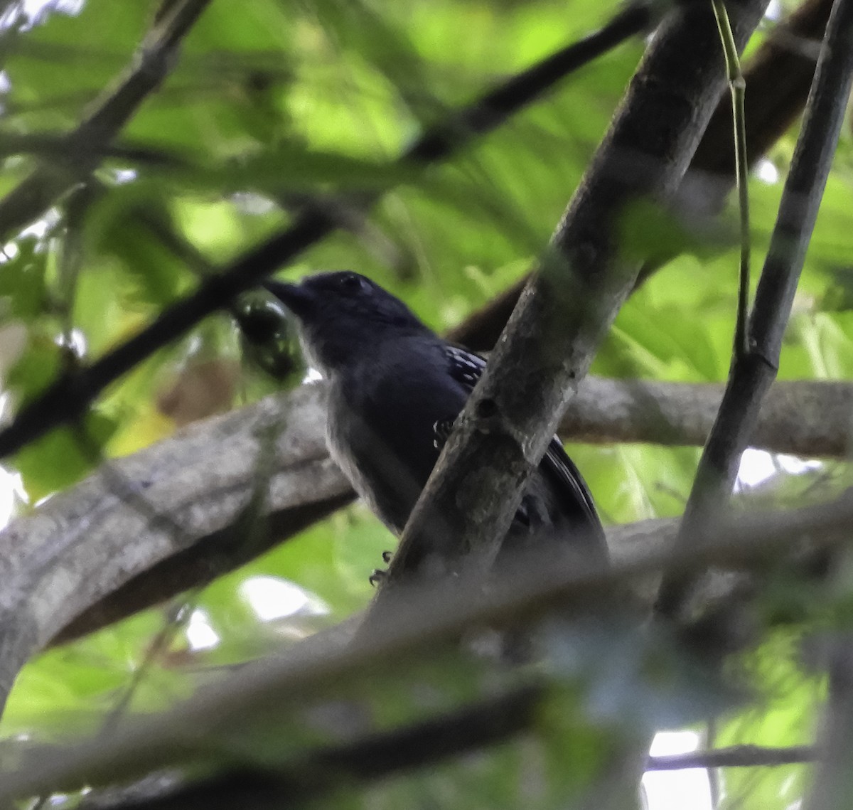 Amazonian Antshrike - Ricardo Gagliardi