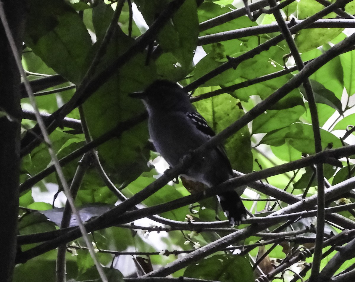 Northern Slaty-Antshrike - ML411270471