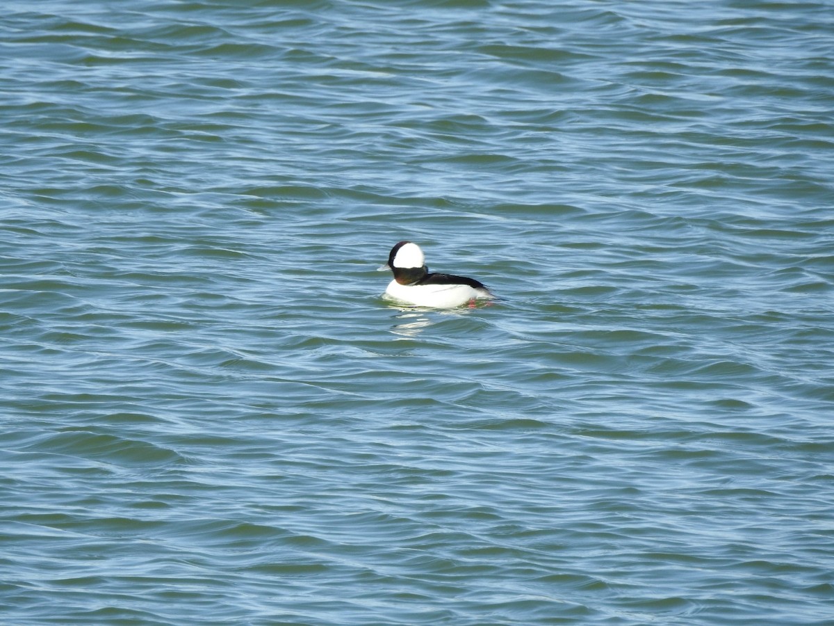 Bufflehead - Kelly Wright