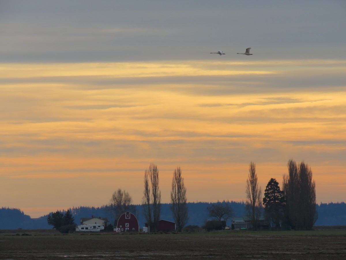 Trumpeter Swan - ML411271461