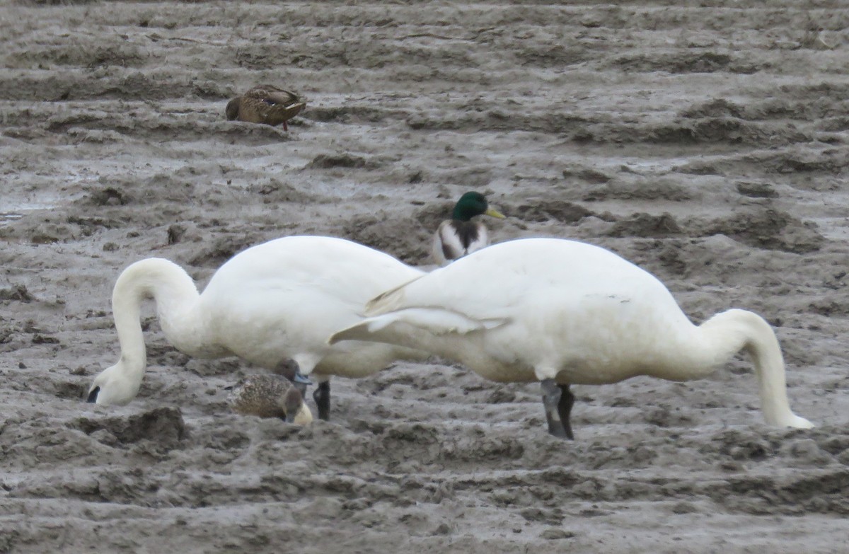 Trumpeter Swan - ML411271881