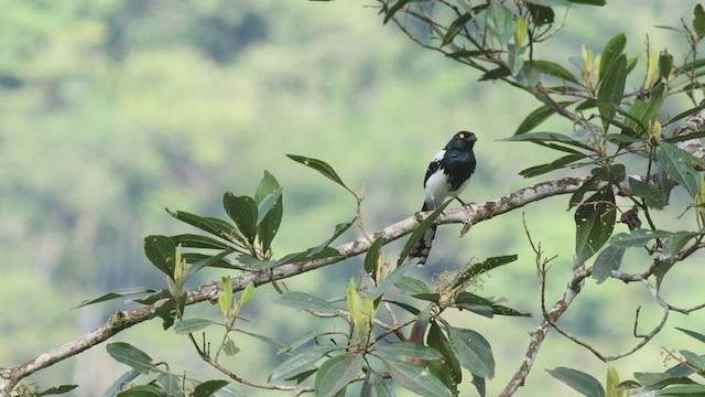 カササギフウキンチョウ - ML411272021