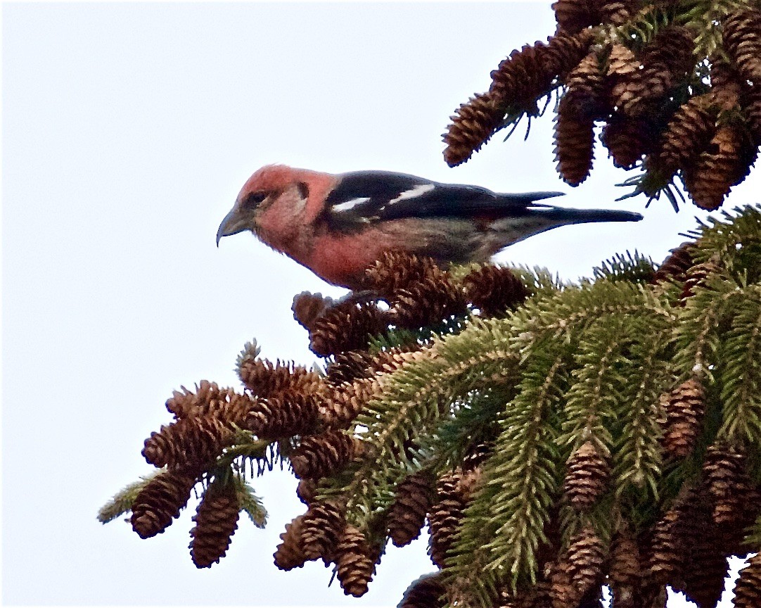 White-winged Crossbill - ML411273841