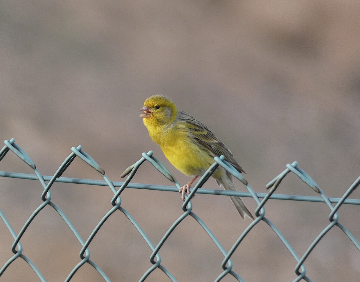 Island Canary - ML411276321