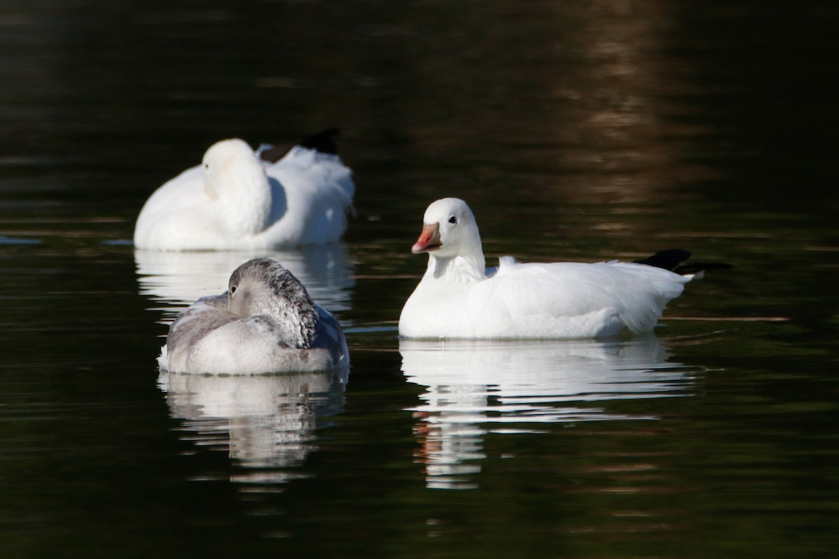 Ross's Goose - ML411276701