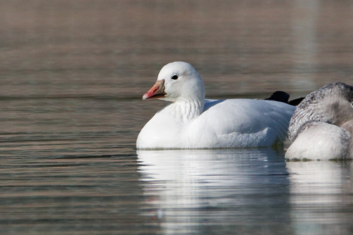 Ross's Goose - ML411276881