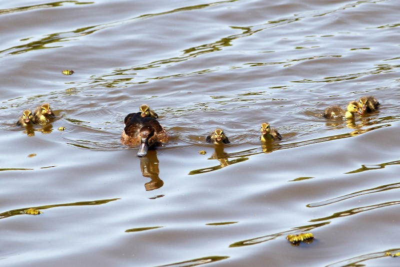 Rosy-billed Pochard - ML41127711