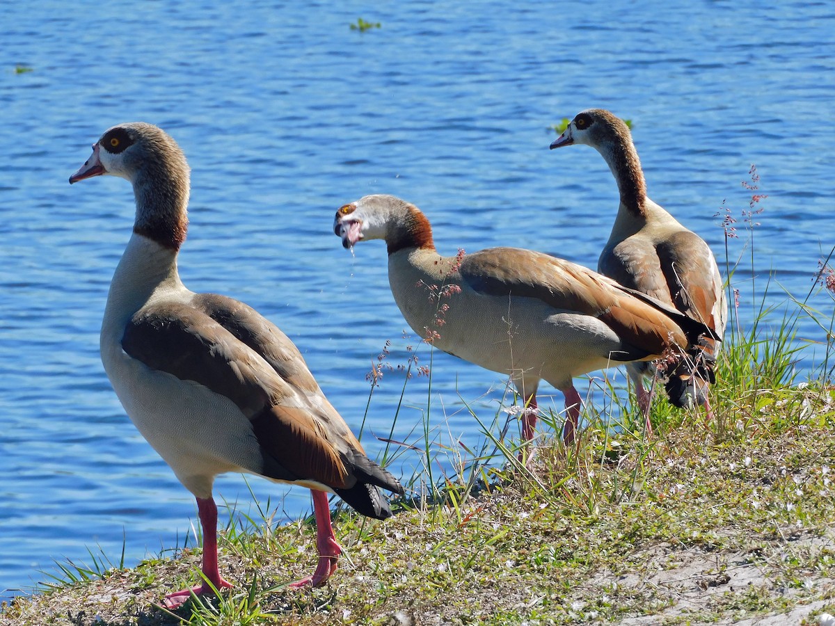 Egyptian Goose - Mark Penkower