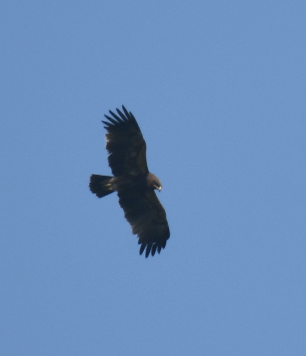 Greater Spotted Eagle - ML411280561