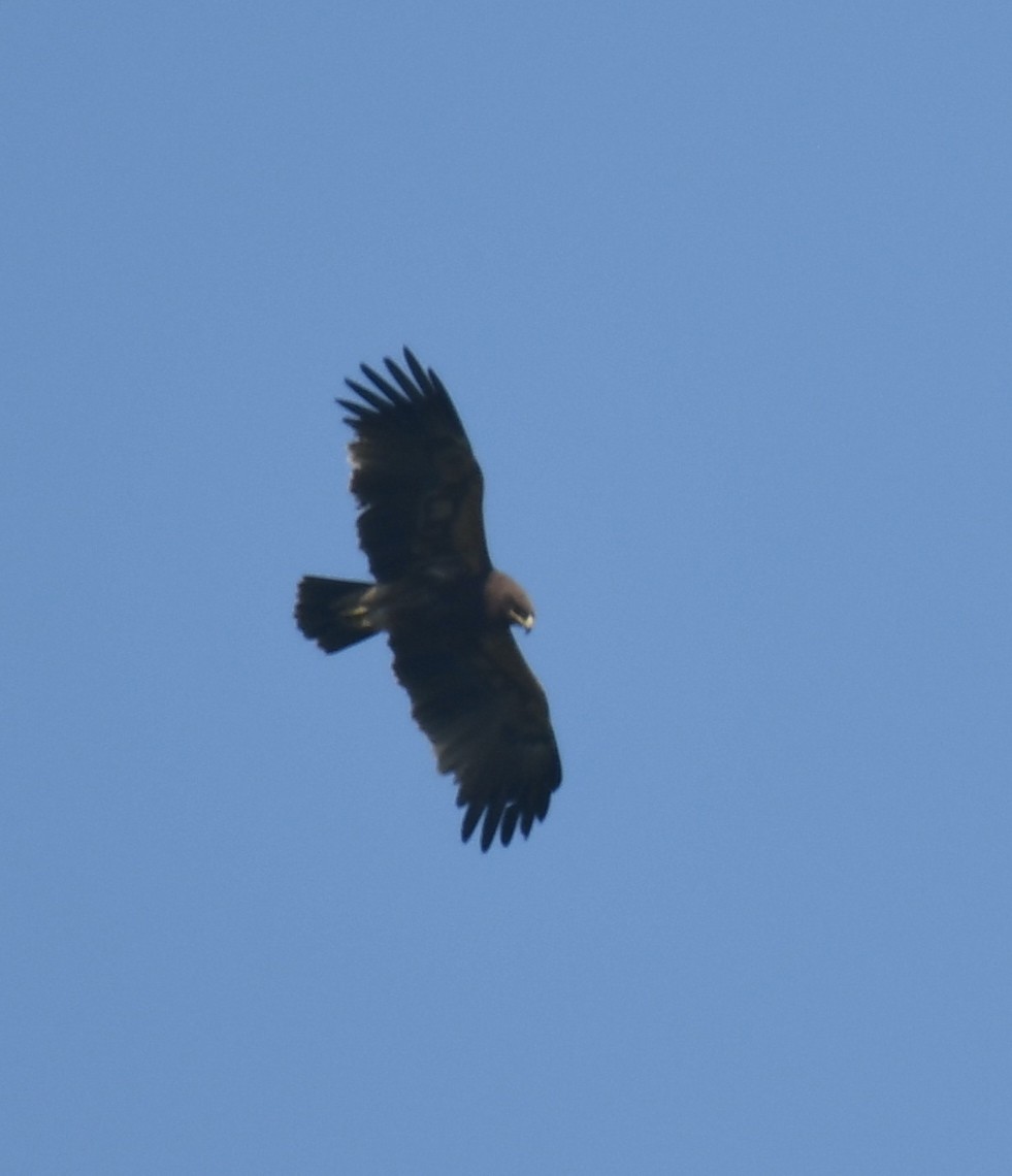 Águila Moteada - ML411280561