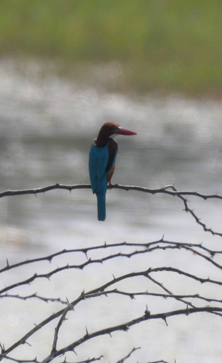 White-throated Kingfisher - Partha Saradhi Allam