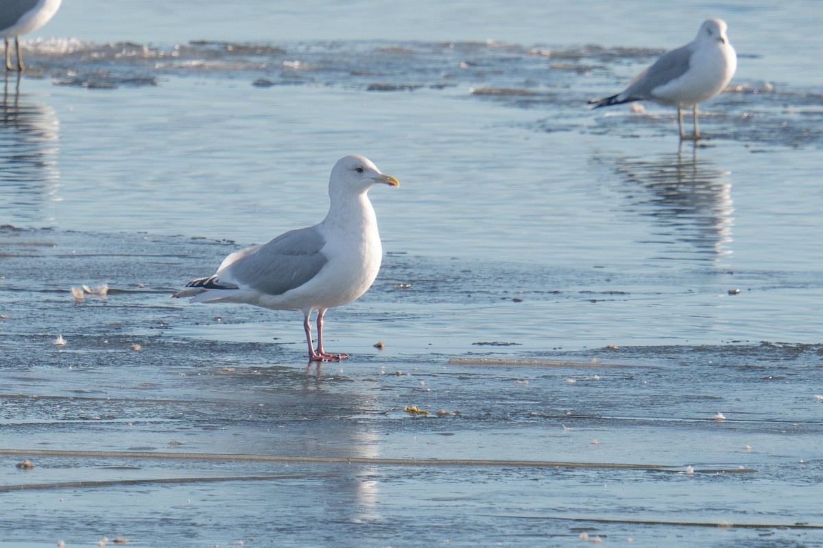 Iceland Gull - ML411282601