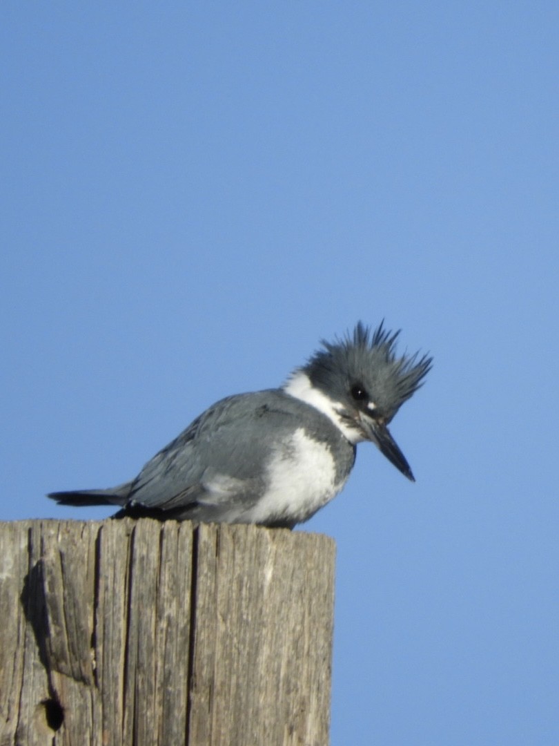 Belted Kingfisher - ML411282691