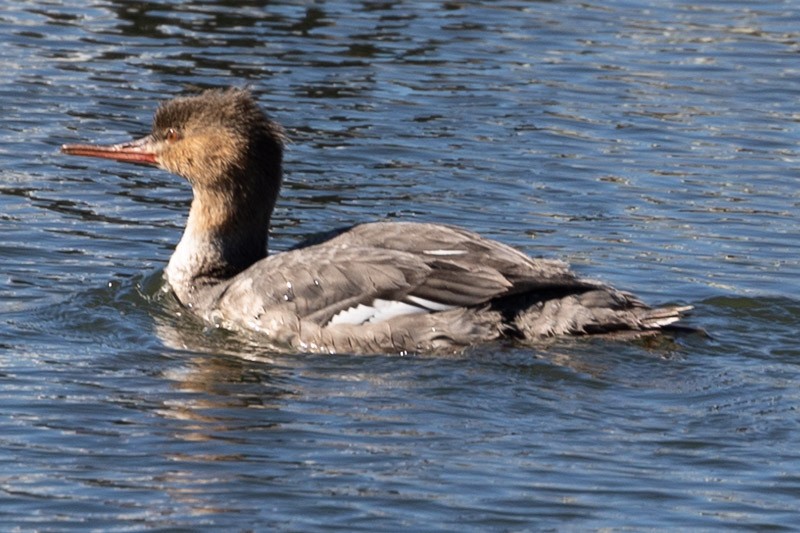 Red-breasted Merganser - ML411283701