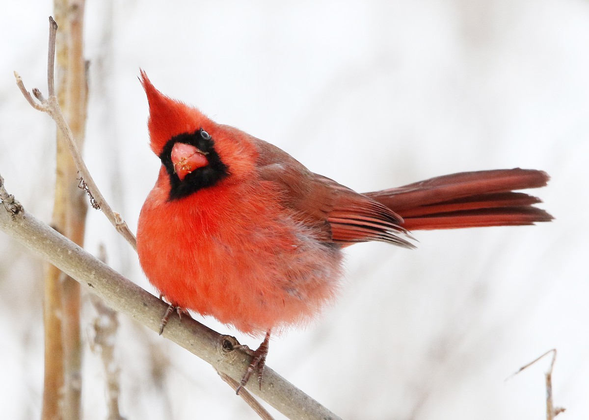 Northern Cardinal - Bruce Arnold