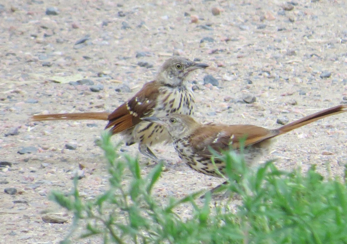 Brown Thrasher - ML411284491