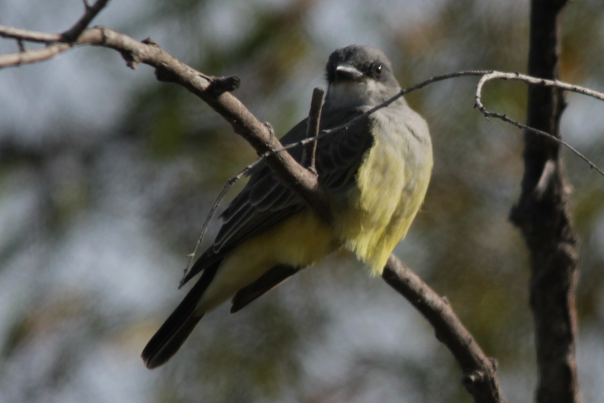 Cassin's Kingbird - Michele Swartout