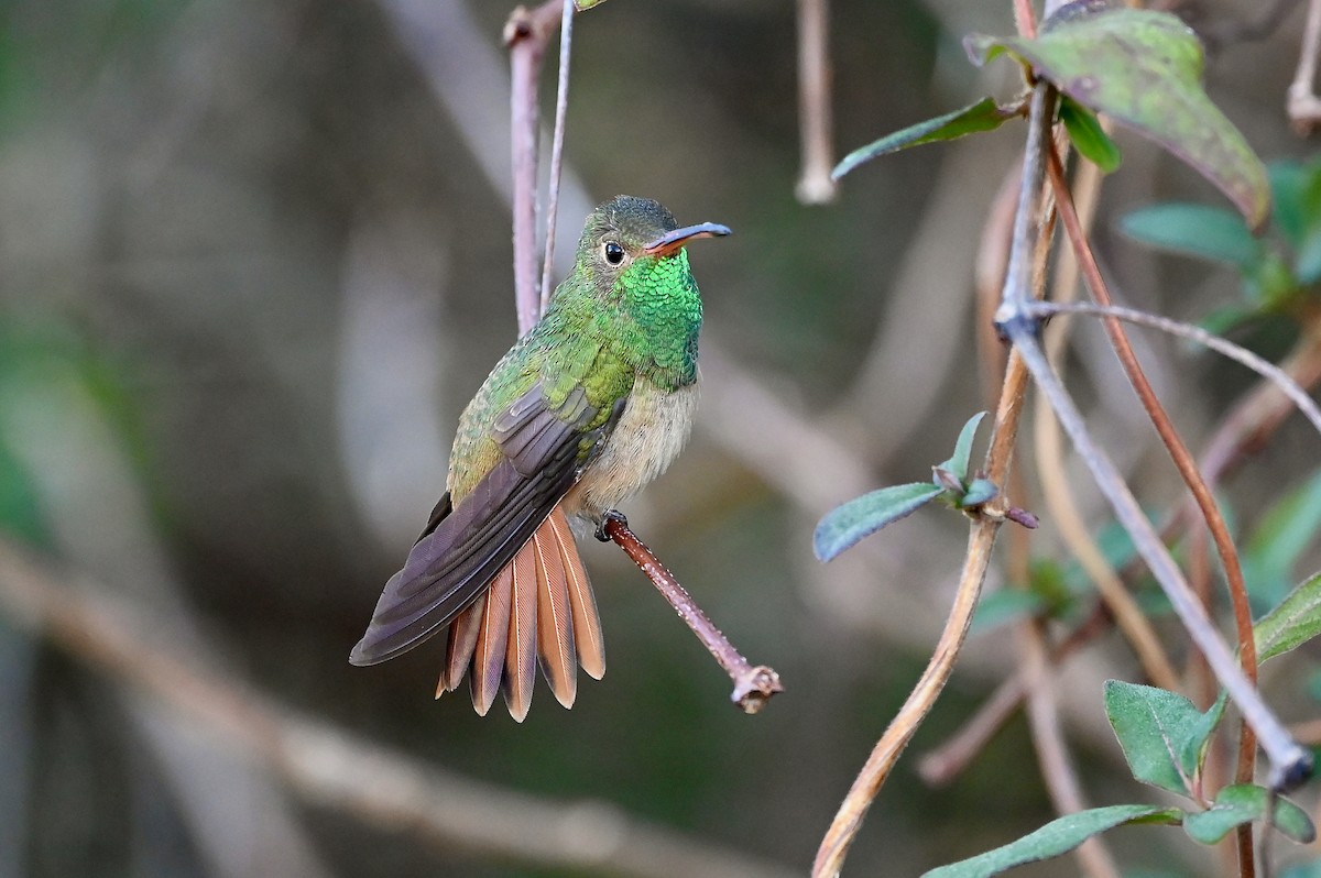 Buff-bellied Hummingbird - Bill Schneider