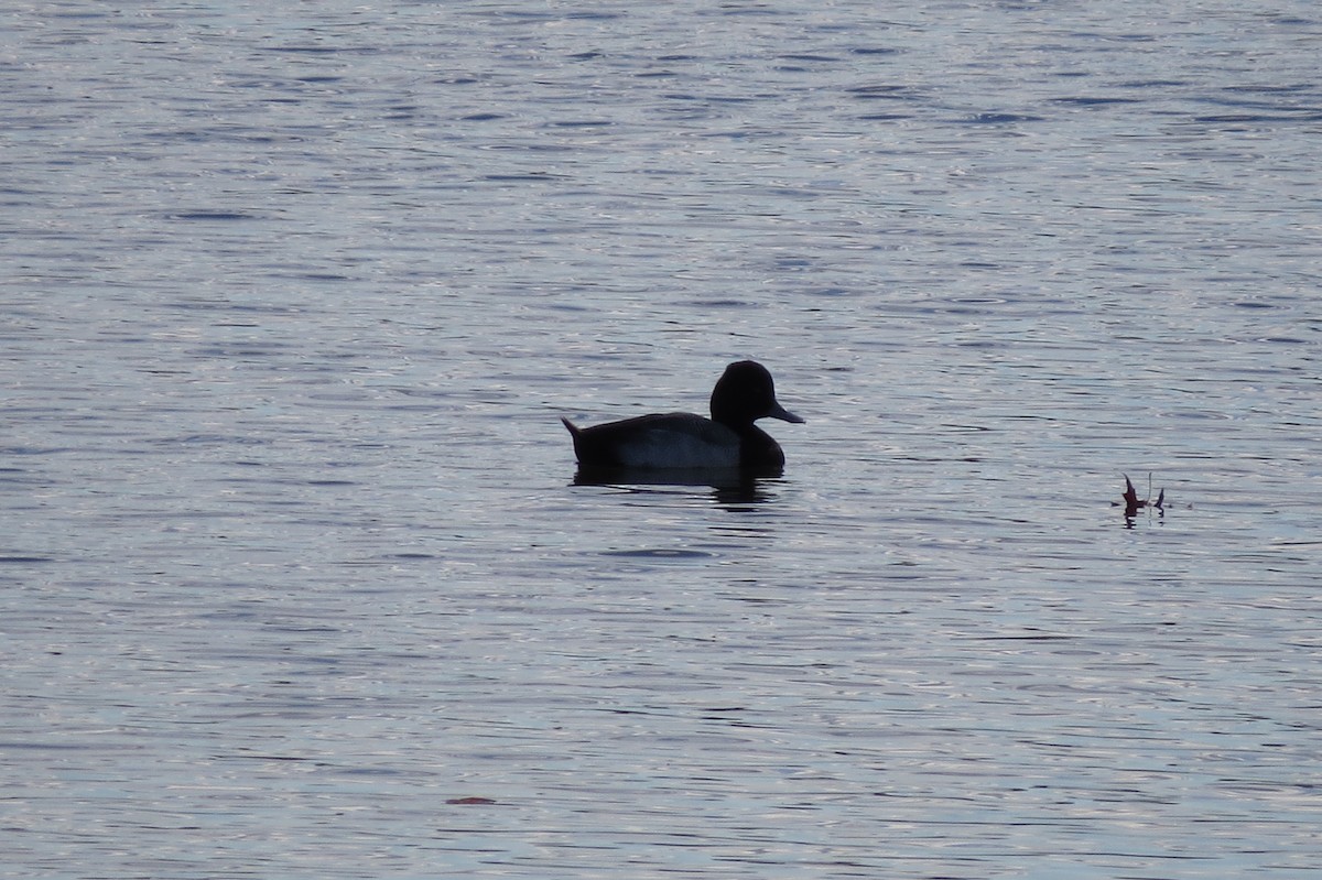 Lesser Scaup - ML41128691