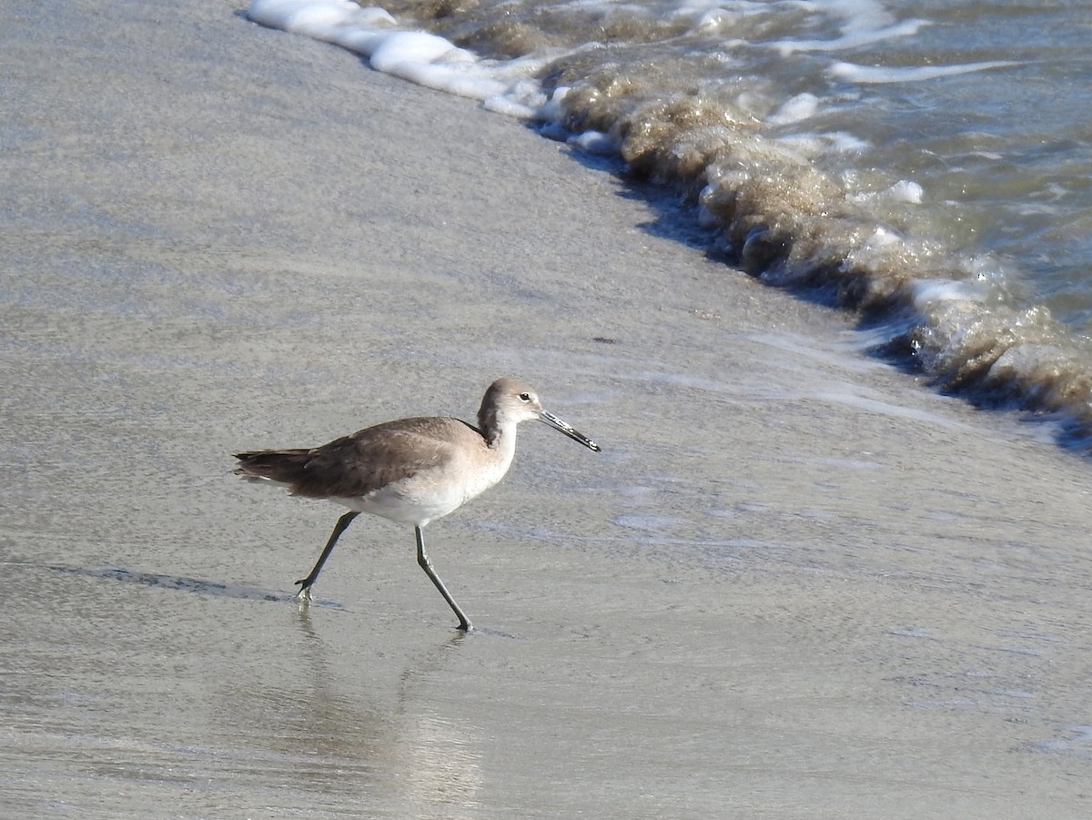 Willet - Bruce Pickholtz