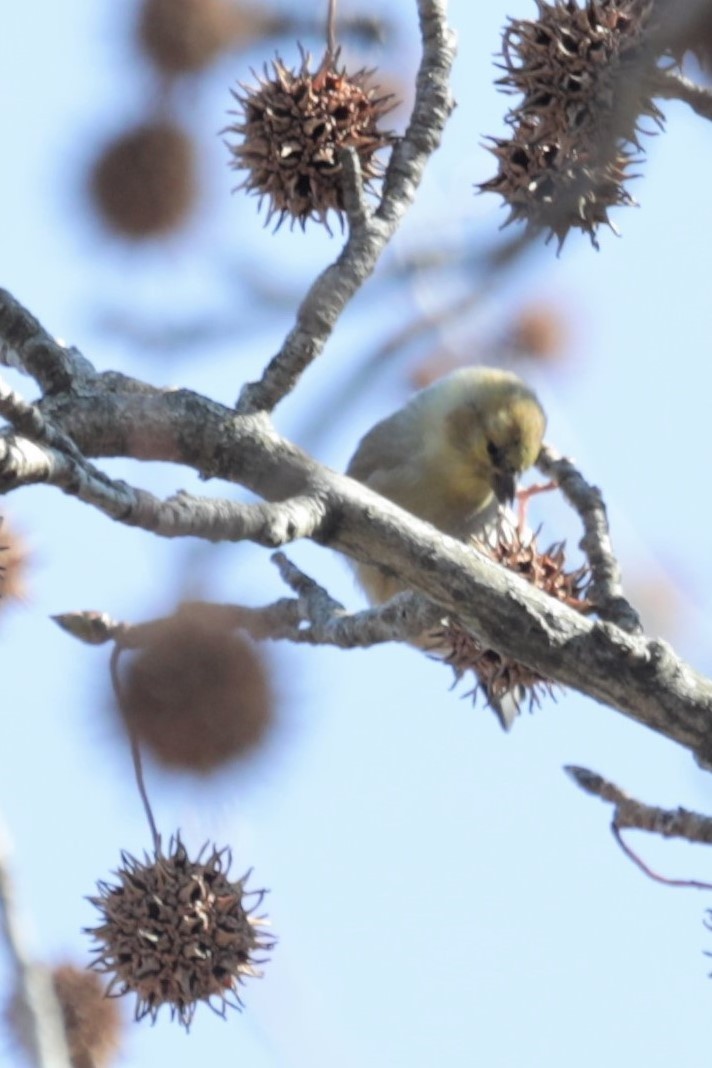 American Goldfinch - ML411289161