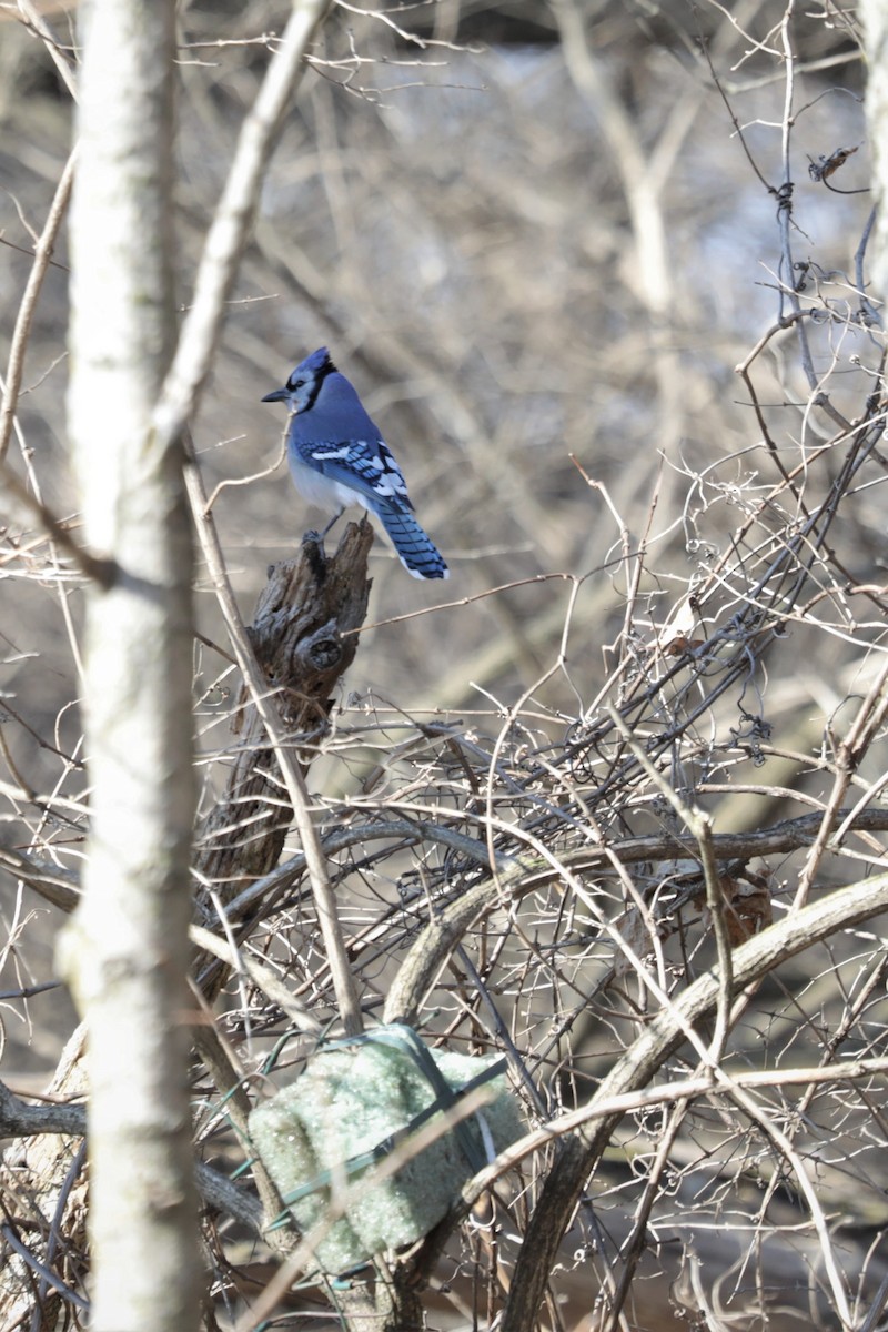 Blue Jay - ML411289381