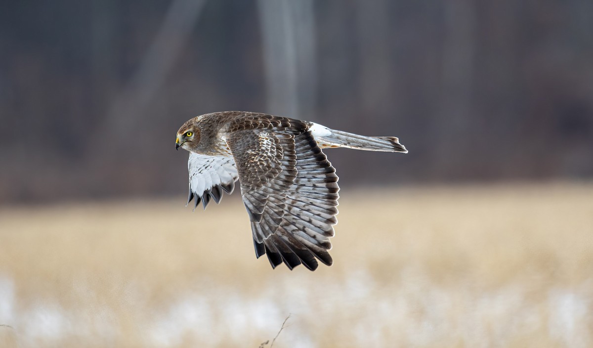 Northern Harrier - Mhairi McFarlane