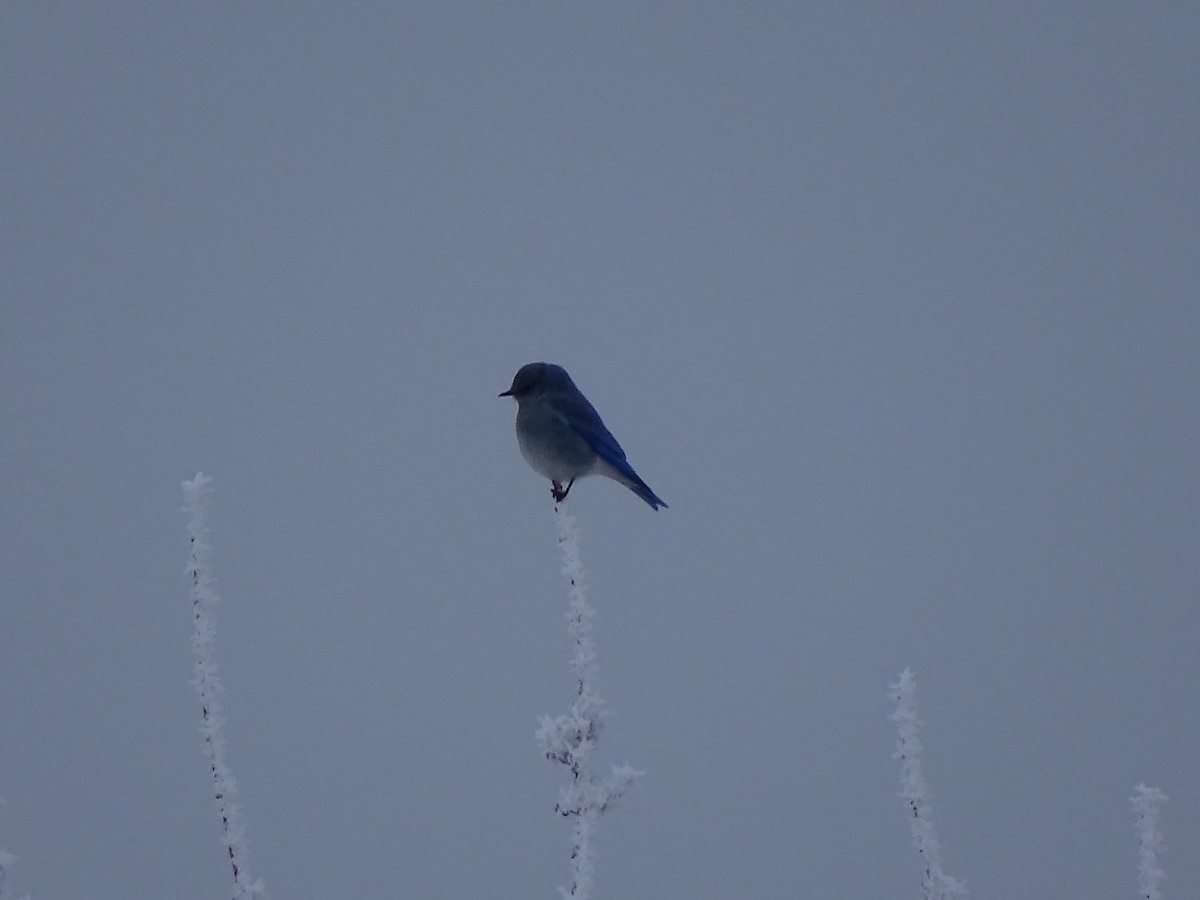 Mountain Bluebird - ML411292381