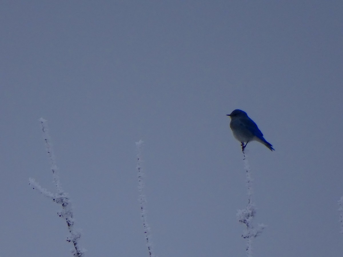 Mountain Bluebird - ML411292391