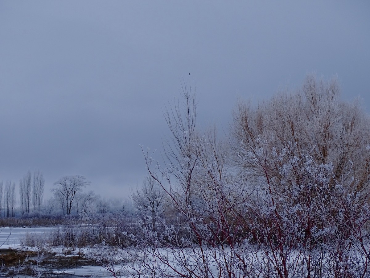 Mountain Bluebird - ML411292421