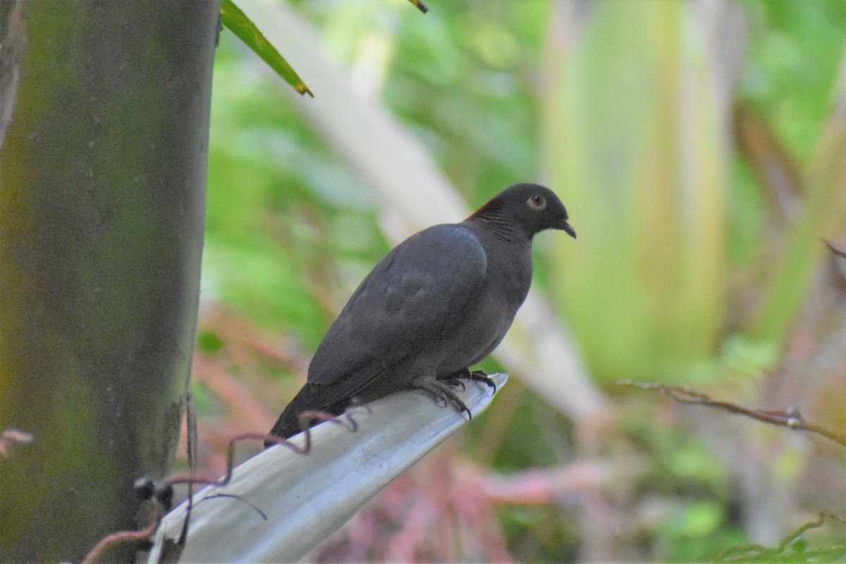 Scaly-naped Pigeon - ML411294011