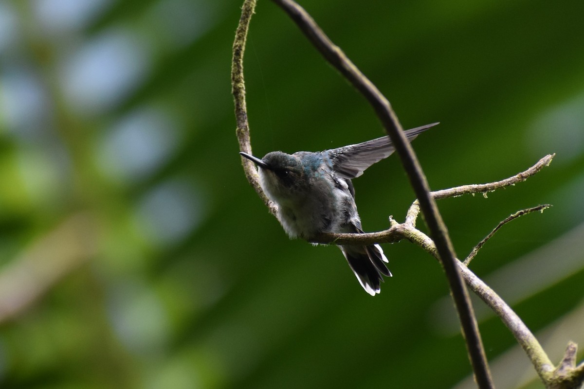 Puerto Rican Emerald - David Lichter