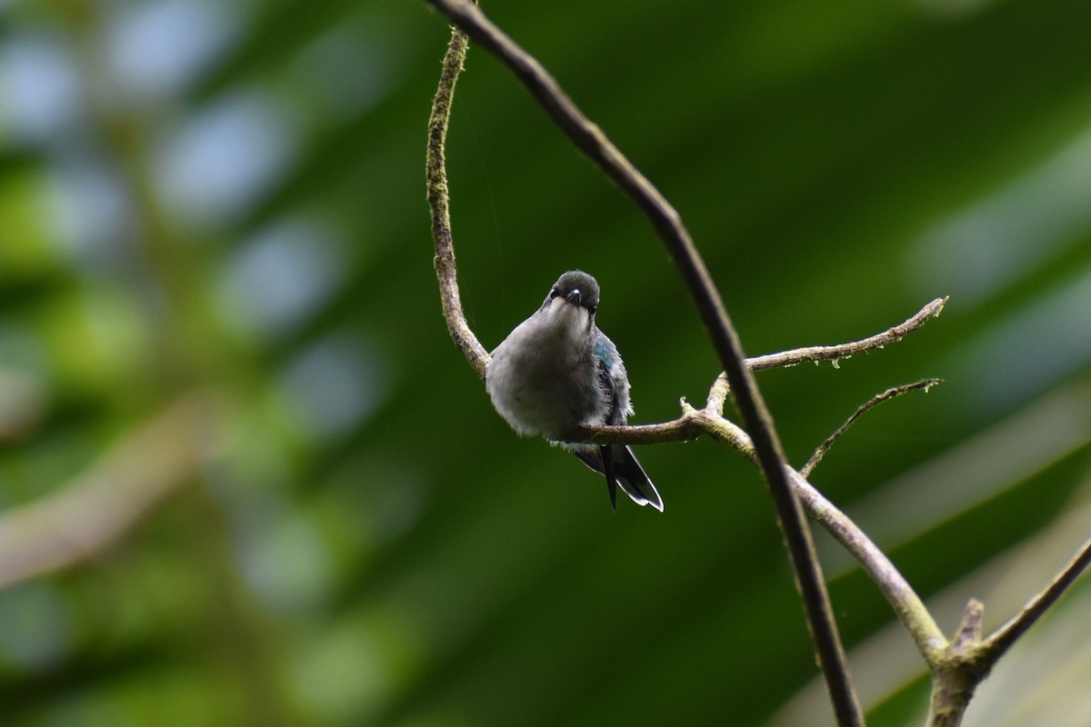 kolibřík portorický - ML411294151