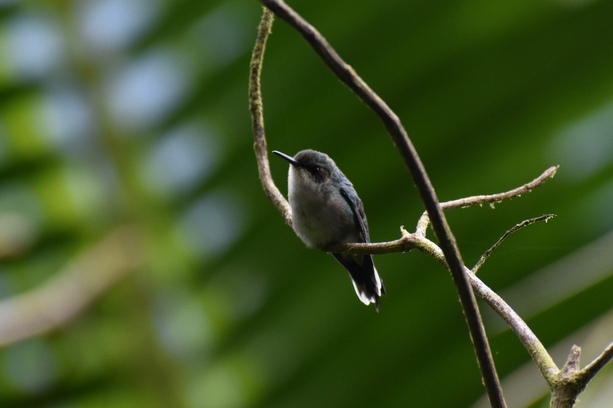 kolibřík portorický - ML411294161