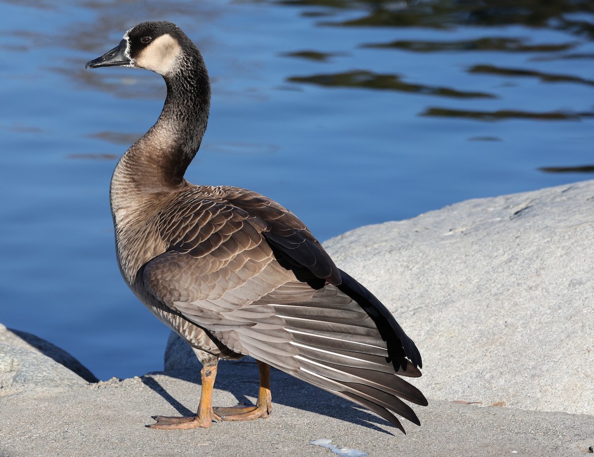 Antzara/Branta sp. - ML411294231