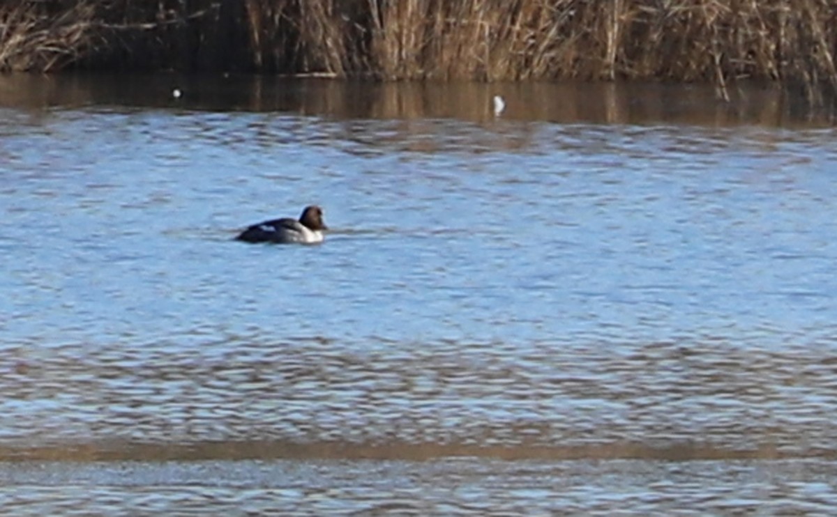 Common Goldeneye - ML411294981