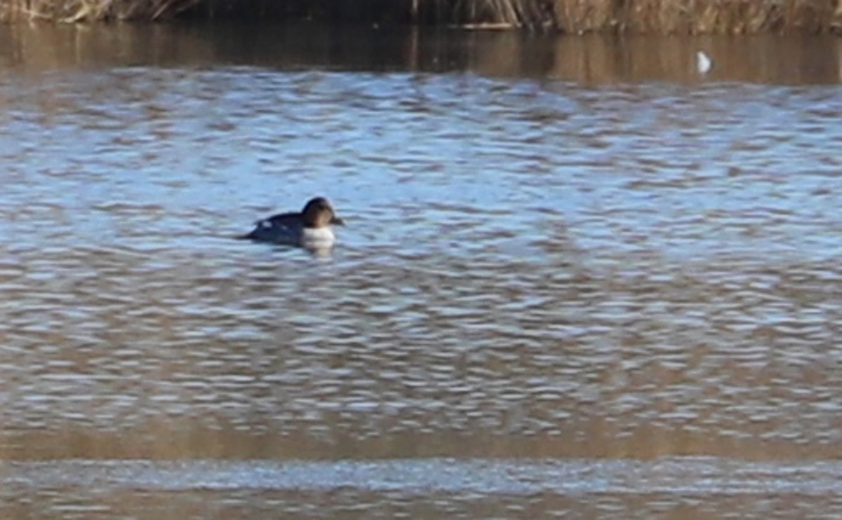 Common Goldeneye - ML411294991