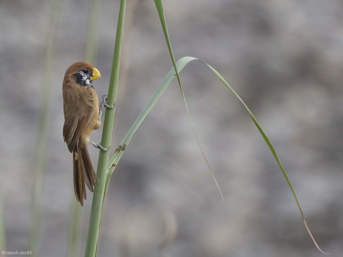 Black-breasted Parrotbill - ML411295001