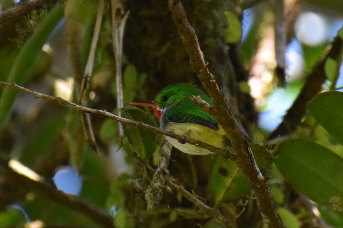 Puerto Rican Tody - David Lichter